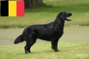 Read more about the article Flat Coated Retriever tenyésztők és kölykök Belgiumban