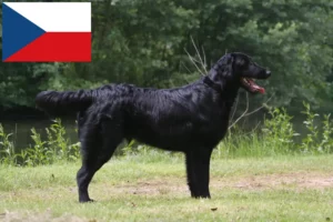 Read more about the article Flat Coated Retriever tenyésztők és kölykök Csehországban