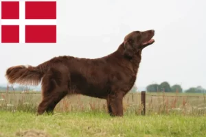 Read more about the article Flat Coated Retriever tenyésztők és kiskutyák Dánia területén