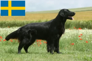 Read more about the article Flat Coated Retriever tenyésztők és kölykök Svédországban