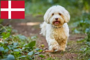 Read more about the article Havanese tenyésztők és kölykök Dániában