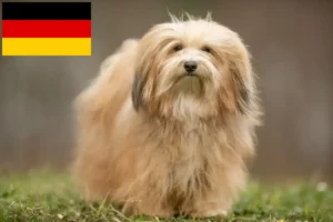 Read more about the article Havanese tenyésztők és kiskutyák Németországban