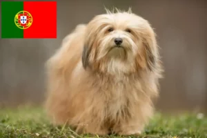 Read more about the article Havanese tenyésztők és kiskutyák Portugáliában