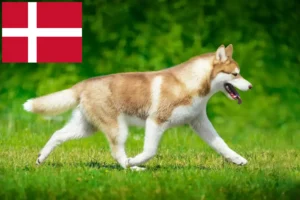 Read more about the article Husky tenyésztők és kiskutyák Dániában