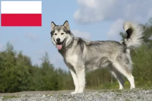 Read more about the article Husky tenyésztők és kiskutyák Lengyelországban