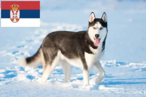 Read more about the article Husky tenyésztők és kölykök Szerbiában