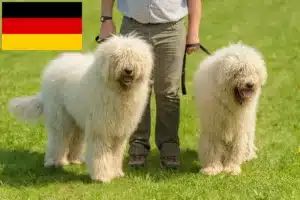 Read more about the article Komondor tenyésztők és kölykök Németországban