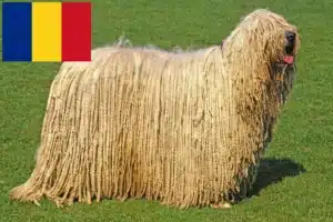 Read more about the article Komondor tenyésztők és kölykök Romániában