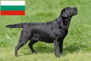 Read more about the article Labrador tenyésztők és kiskutyák Bulgáriában