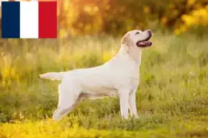 Read more about the article Labrador tenyésztők és kiskutyák Réunionban