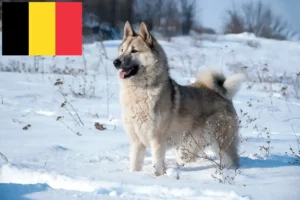 Read more about the article Laika tenyésztők és kölykök Belgiumban