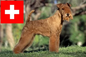 Read more about the article Lakeland Terrier tenyésztők és kölykök Svájcban