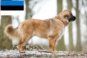 Read more about the article Leonberger tenyésztők és kölykök Észtországban