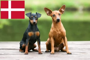 Read more about the article Miniature pinscher tenyésztők és kölykök Dániában