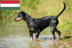 Read more about the article Német Pinscher tenyésztő és kölykök Magyarországon