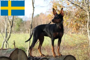 Read more about the article Német pinscher tenyésztő és kölykök Svédországban