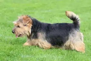 Read more about the article Norfolk terrier tenyésztő