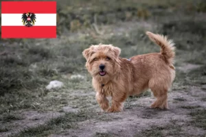 Read more about the article Norfolk terrier tenyésztők és kölykök Ausztriában