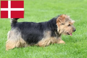 Read more about the article Norfolk terrier tenyésztők és kölykök Dániában