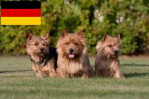 Read more about the article Norwich Terrier tenyésztők és kölykök Németországban