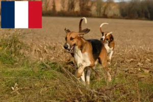 Read more about the article Poitevin tenyésztők és kiskutyák Franciaországban