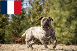 Read more about the article Presa Canario tenyésztők és kölykök Franciaországban