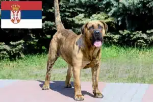 Read more about the article Presa Canario tenyésztők és kölykök Szerbiában