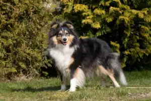 Read more about the article Sheltie tenyésztő