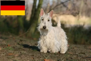 Read more about the article Skót terrier tenyésztők és kiskutyák Németországban