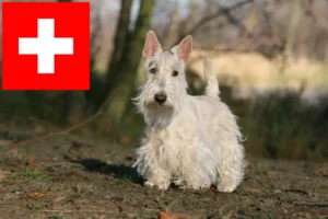 Read more about the article Skót terrier tenyésztők és kölykök Svájcban