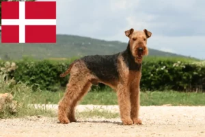 Read more about the article Airedale terrier tenyésztők és kölykök Dániában