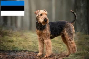 Read more about the article Airedale terrier tenyésztők és kölykök Észtországban