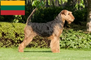 Read more about the article Airedale terrier tenyésztők és kölykök Litvániában