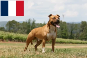 Read more about the article Amerikai staffordshire terrier tenyésztők és kölykök Réunionban