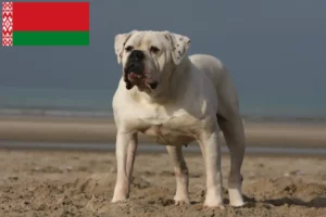 Read more about the article Amerikai bulldog tenyésztők és kölykök Fehéroroszországban