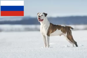 Read more about the article Amerikai bulldog tenyésztők és kölykök Oroszországban