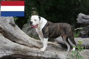 Read more about the article Amerikai bulldog tenyésztők és kölykök Hollandiában