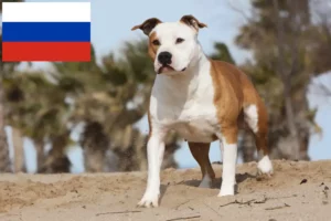 Read more about the article Amerikai staffordshire terrier tenyésztők és kölykök Oroszországban