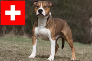 Read more about the article American Staffordshire Terrier tenyésztők és kölykök Svájcban