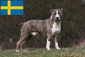 Read more about the article American Staffordshire Terrier tenyésztők és kölykök Svédországban