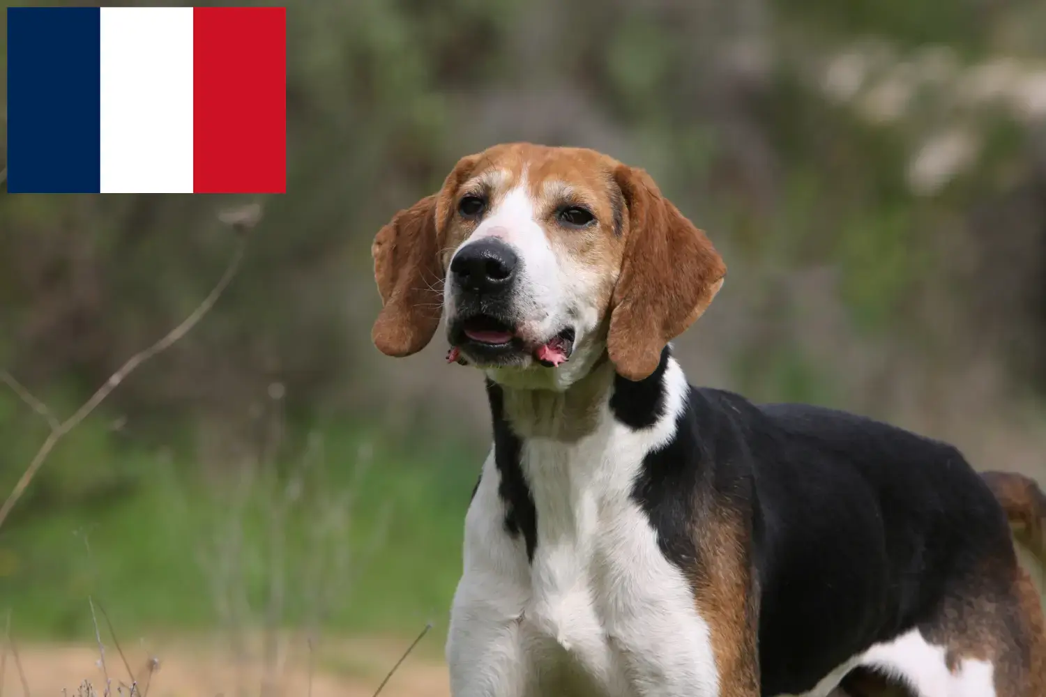 Read more about the article Anglo-Français de Petite Vénerie tenyésztők és kiskutyák Franciaországban