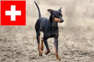 Read more about the article Angol Toy Terrier tenyésztők és kölykök Svájcban