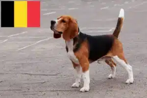 Read more about the article Beagle tenyésztők és kölykök Belgiumban