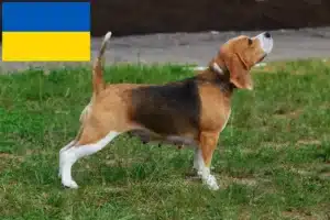 Read more about the article Beagle tenyésztők és kölykök Ukrajnában