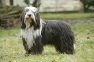 Read more about the article Bearded Collie tenyésztő