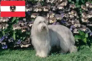 Read more about the article Bearded Collie tenyésztők és kölykök Ausztriában