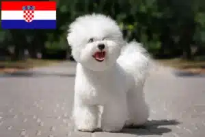 Read more about the article Bichon Frisé tenyésztők és kiskutyák Horvátországban