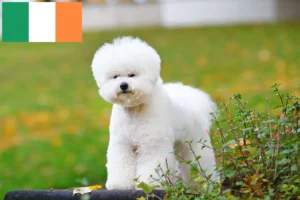 Read more about the article Bichon Frisé tenyésztők és kiskutyák Írországban