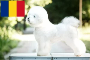 Read more about the article Bichon Frisé tenyésztők és kiskutyák Románia területén