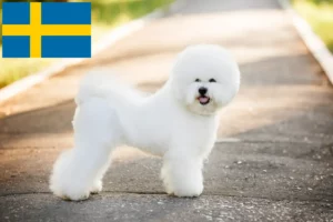 Read more about the article Bichon Frisé tenyésztők és kölykök Svédországban